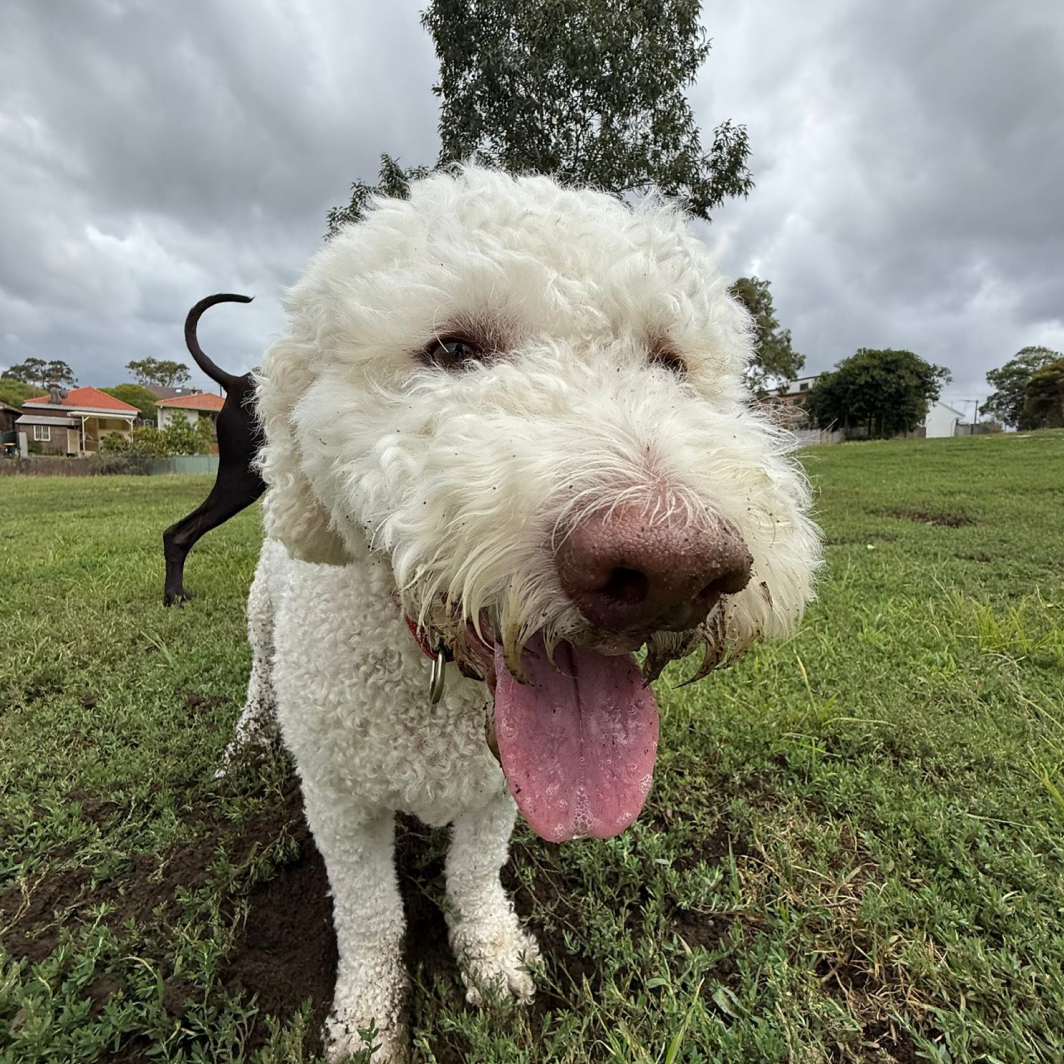Three Earlwood dogs who know how to enjoy a day out with our dog walking and doggy daycare services