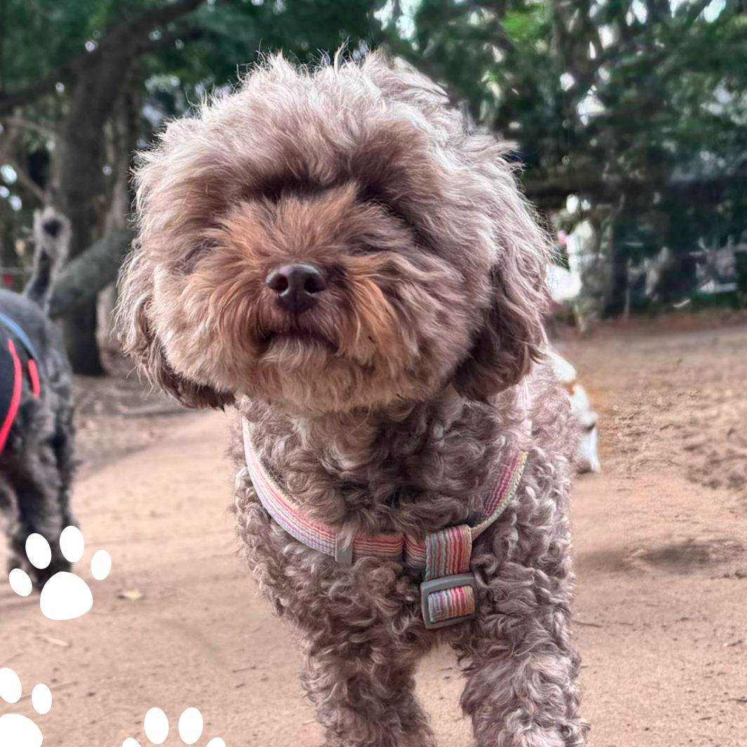 Eight years of walks, rolls and familiar faces in Leichhardt through our dog walking and doggy daycare services