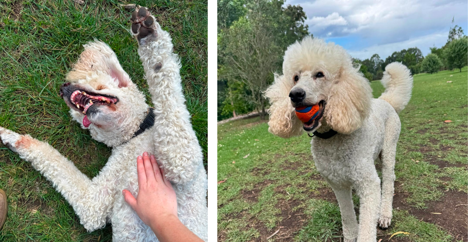 Cirrus enjoys our dog walking and doggy day care services in Leichhardt