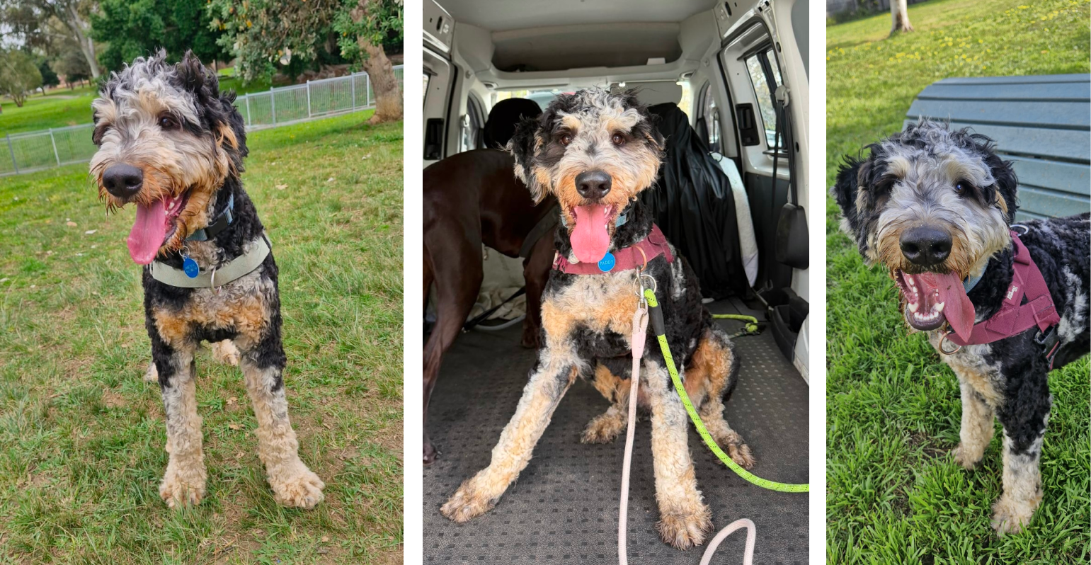 Paddy enjoys our dog walking and doggy day care services in Earlwood