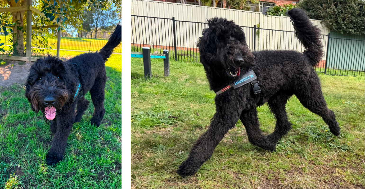 Bluebird enjoys our dog walking and doggy day care services in Earlwood