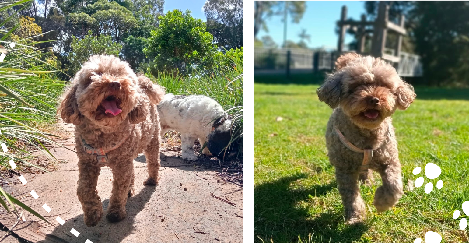 Moose enjoys our dog walking and doggy day care services in Leichhardt