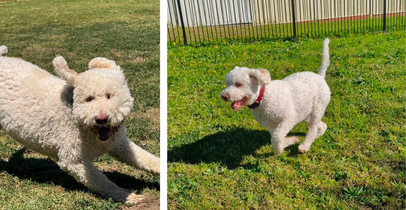 Aldo enjoys our dog walking and doggy day care services in Earlwood