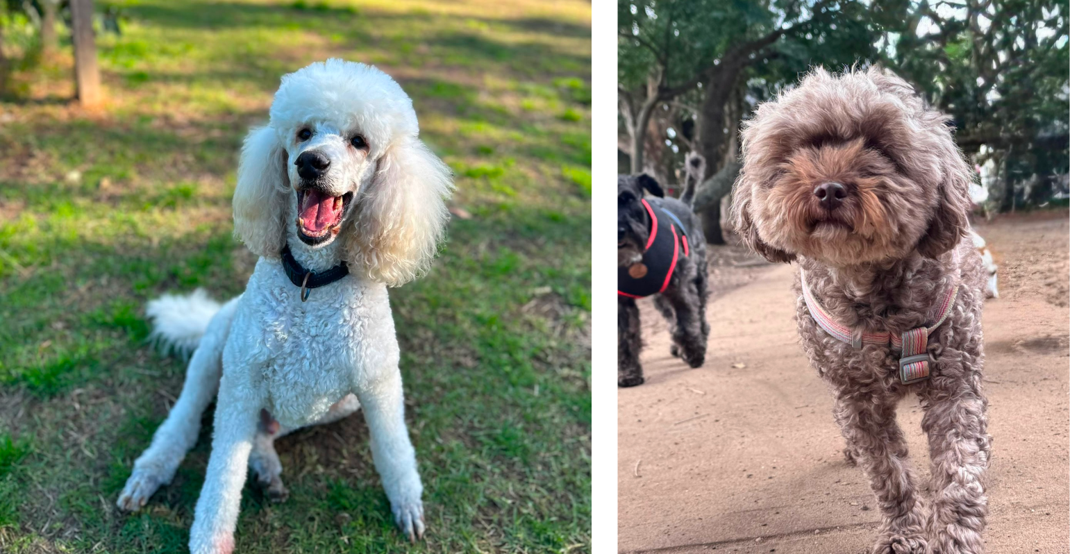 Dog walking and doggy daycare in Leichhardt and Sydney's Inner West since 2014