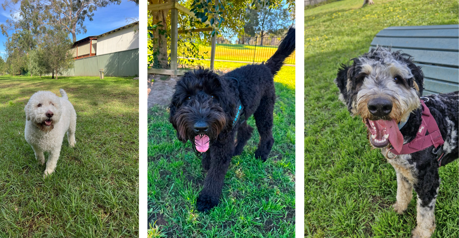 Dog walking and doggy daycare in Earlwood and Sydney's Inner West since 2014