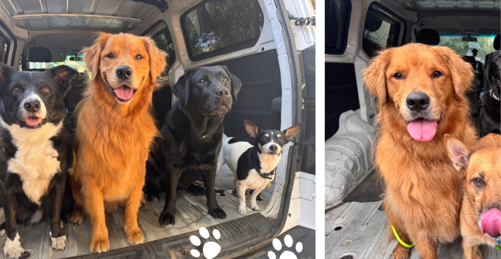 Dog walking and doggy daycare in Marrickville and Sydney's Inner West since 2014