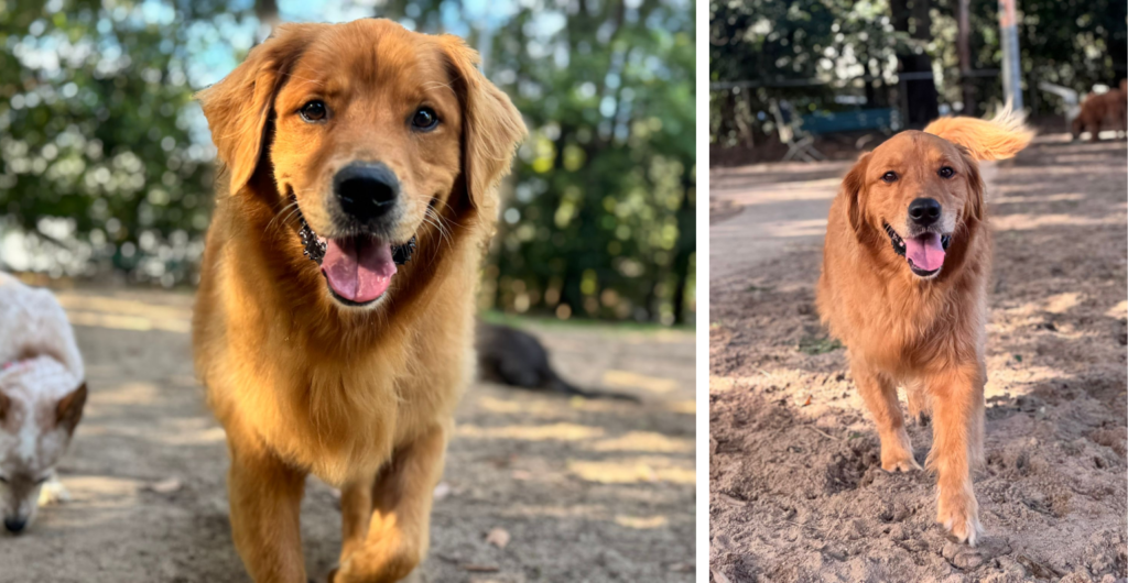 Billy enjoys our dog walking and doggy day care services in Marrickville