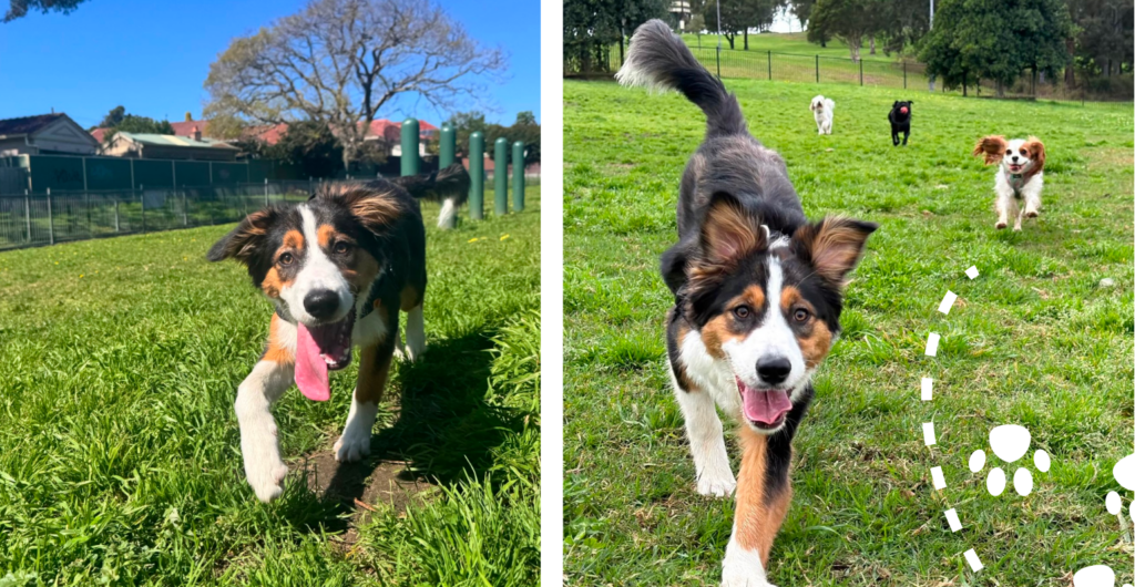 Celine enjoys our dog walking and doggy day care services in Annandale