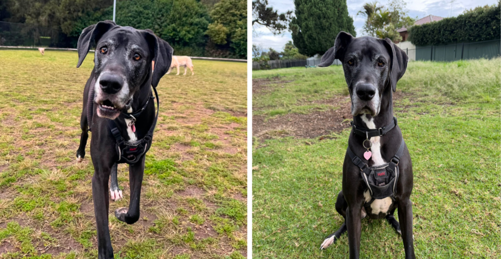 Darla enjoys our dog walking and doggy day care services in Annandale