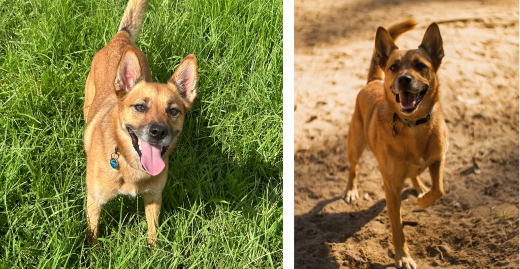 Harry enjoys our dog walking and doggy day care services in Marrickville