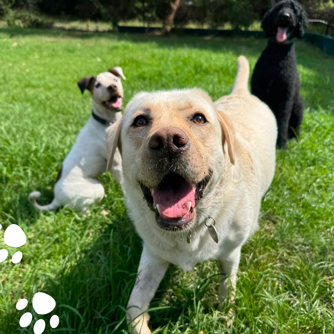 Meet three of our favourite Annandale pups for dog walking and doggy daycare: Darla, Rosie and Celine