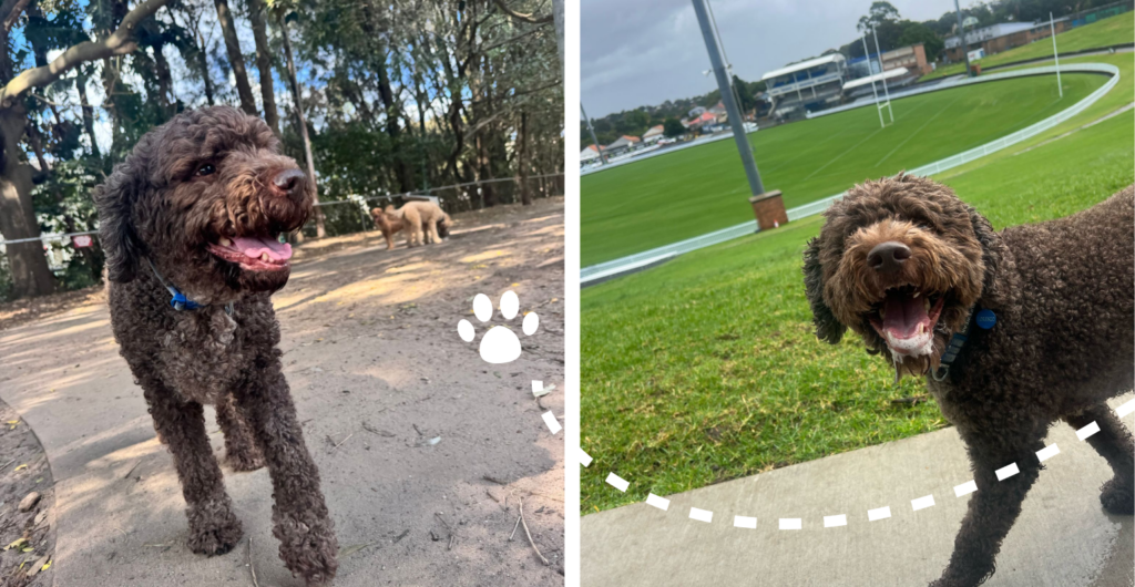 Lori enjoys our dog walking and doggy day care services in Marrickville