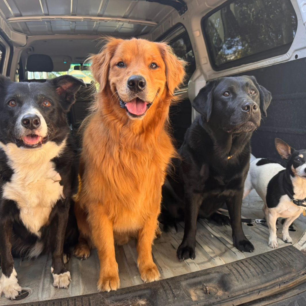 Meet three Marrickville dogs we’ve come to know very well through our dog walking and doggy daycare services in the Inner West