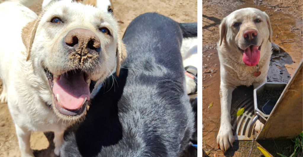 Rosiue enjoys our dog walking and doggy day care services in Annandale